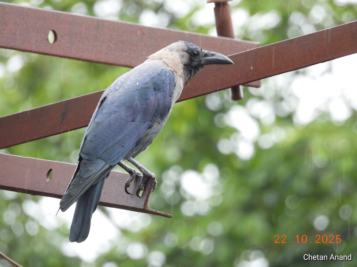 House Crow - ML643984698