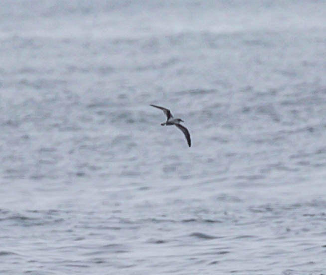 Cook's Petrel - ML643984705