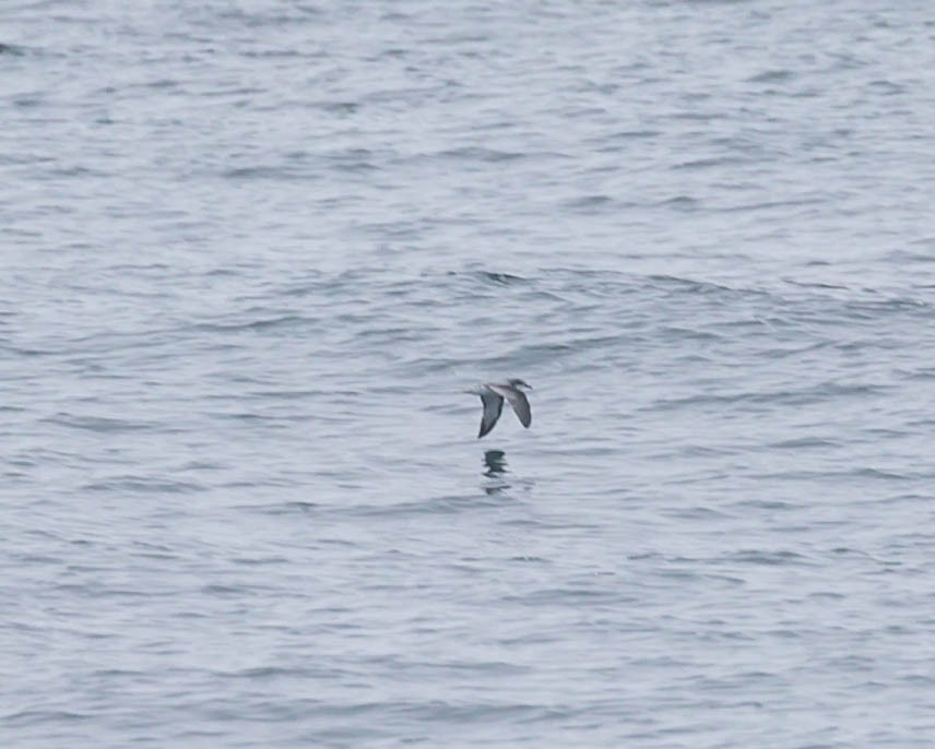 Cook's Petrel - ML643984706
