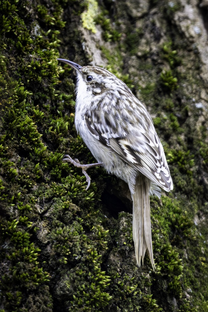 šoupálek krátkoprstý - ML643984712