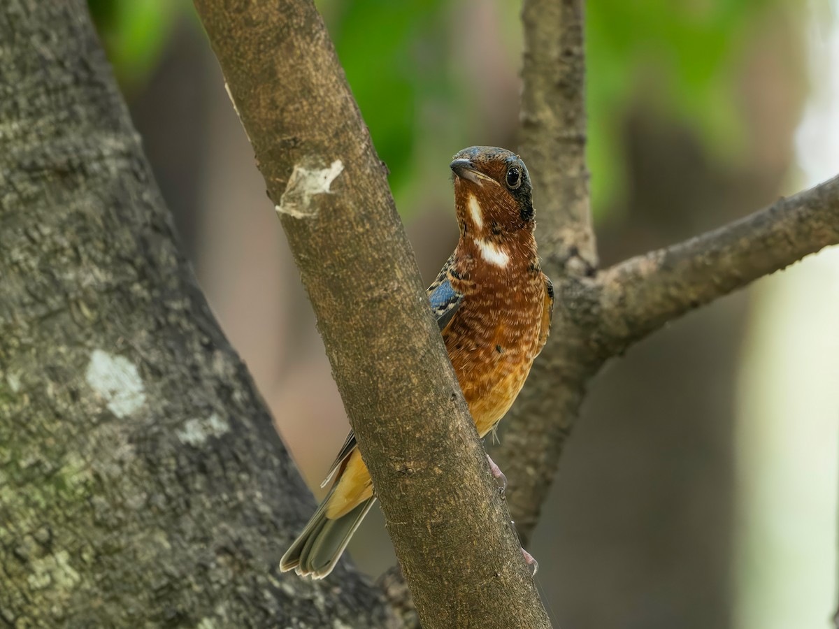 Ak Boğazlı Taşkızılı - ML643984765