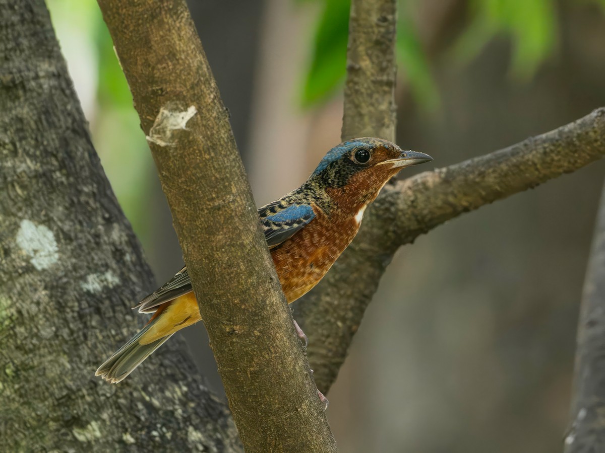 Ak Boğazlı Taşkızılı - ML643984766