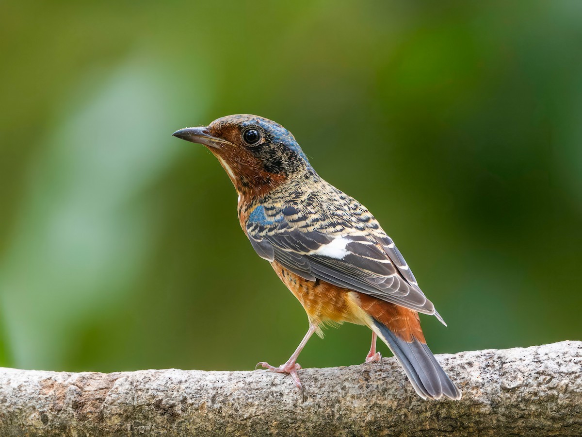 Ak Boğazlı Taşkızılı - ML643984767