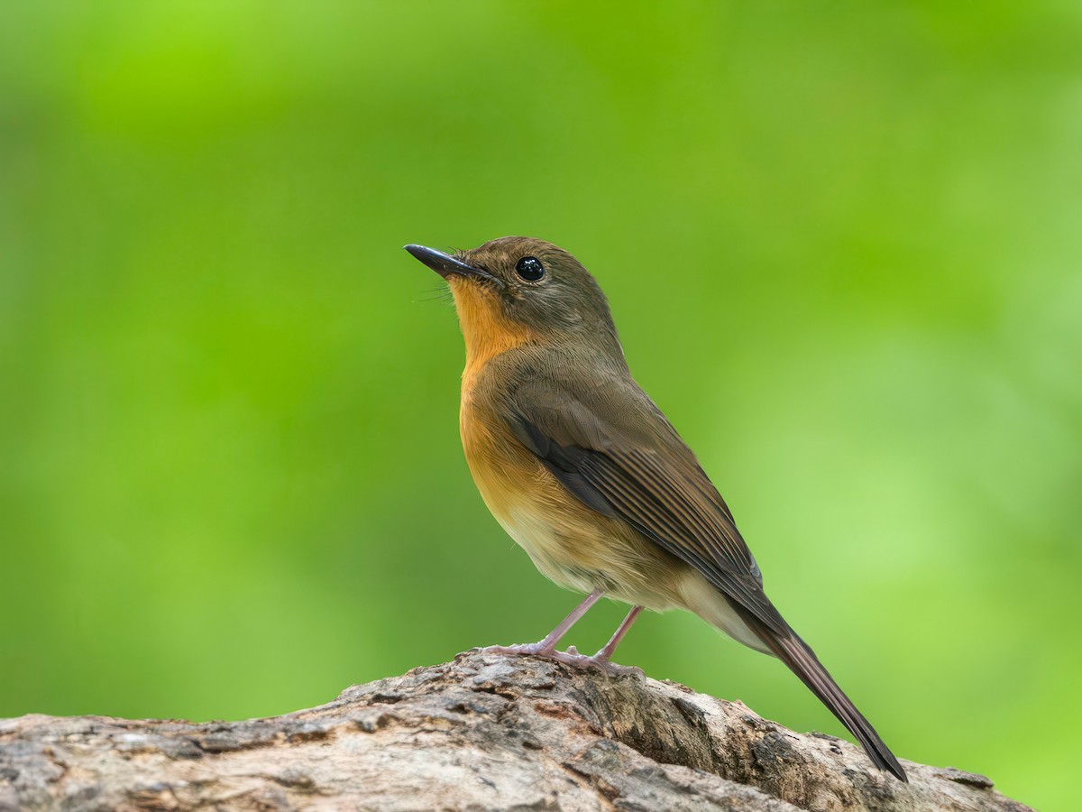 Hill Blue Flycatcher - ML643984779