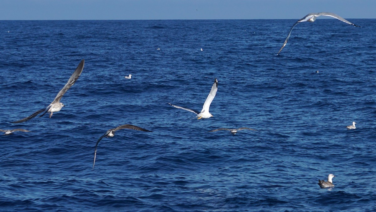 Yellow-legged Gull - ML643984799