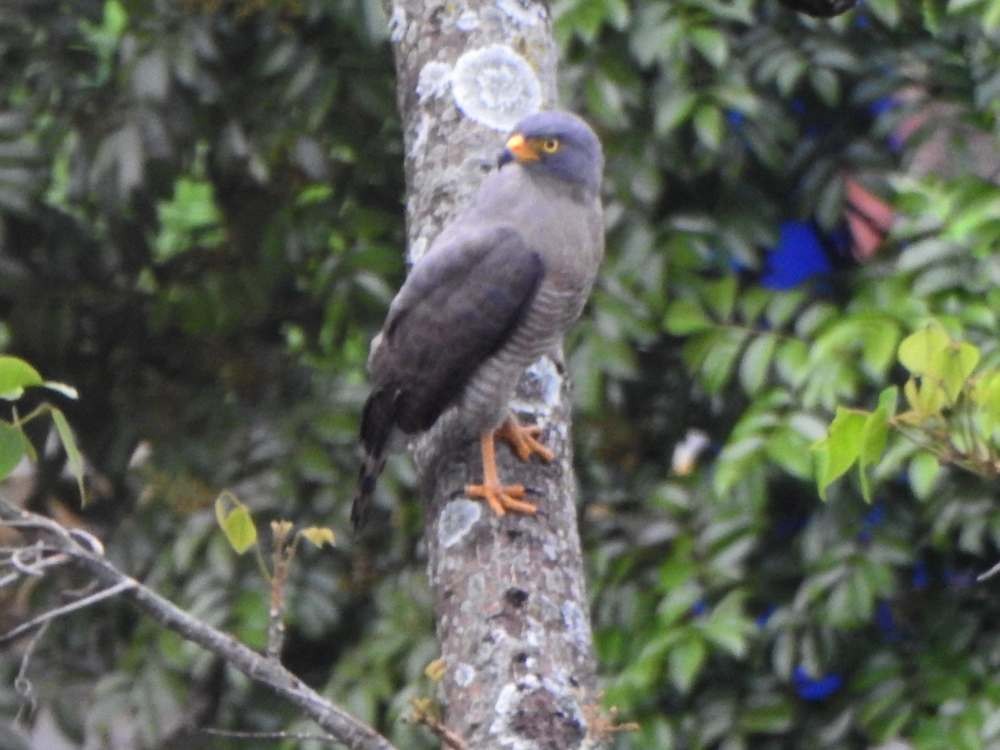 Roadside Hawk - ML643984802