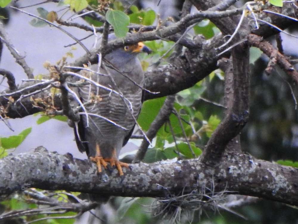 Roadside Hawk - ML643984806