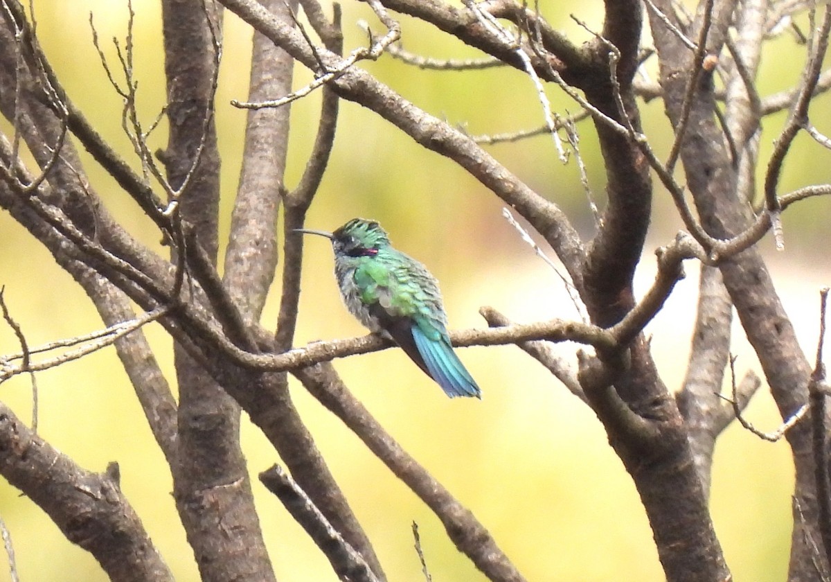 White-vented Violetear - ML643984809