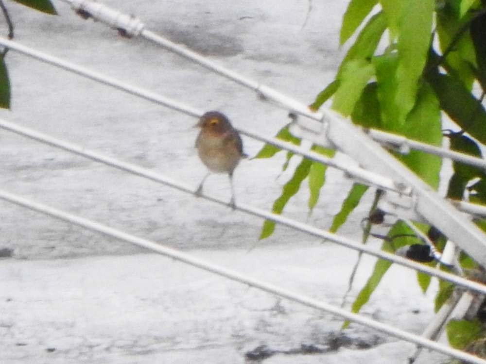 Spectacled Thrush - ML643984834