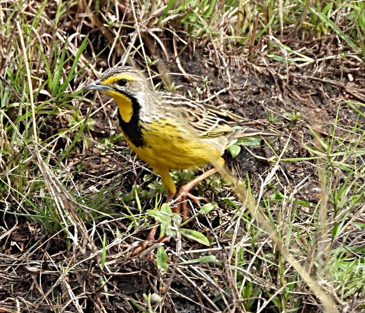 gulstrupepiplerke - ML643984835