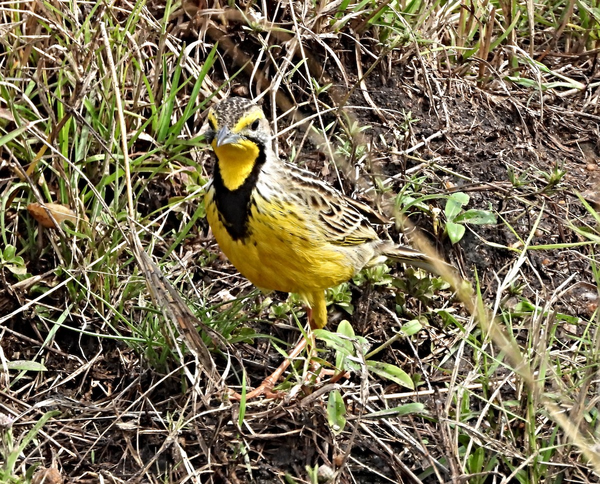 gulstrupepiplerke - ML643984836