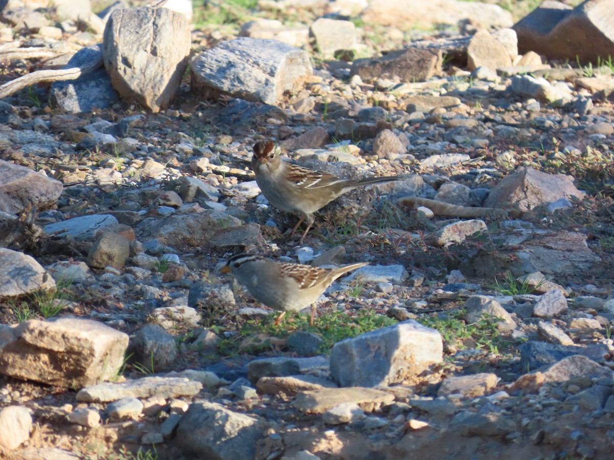 White-crowned Sparrow - ML643984837