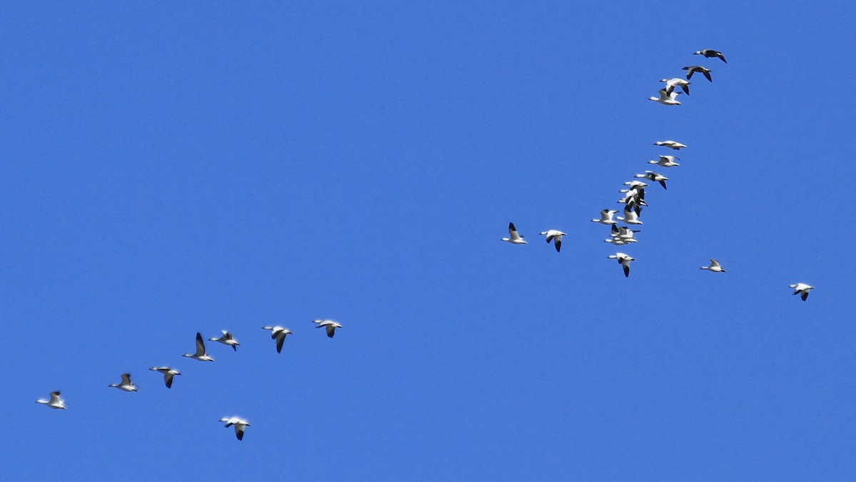 snøgås/eskimogås - ML643984838