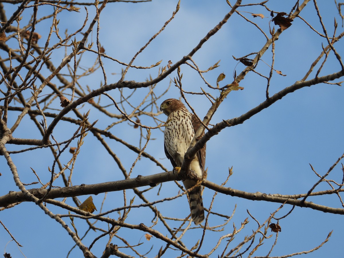 Cooper's Hawk - ML643984869