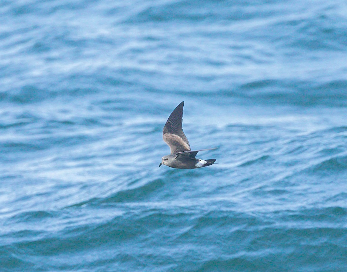 Leach's Storm-Petrel - ML643984875