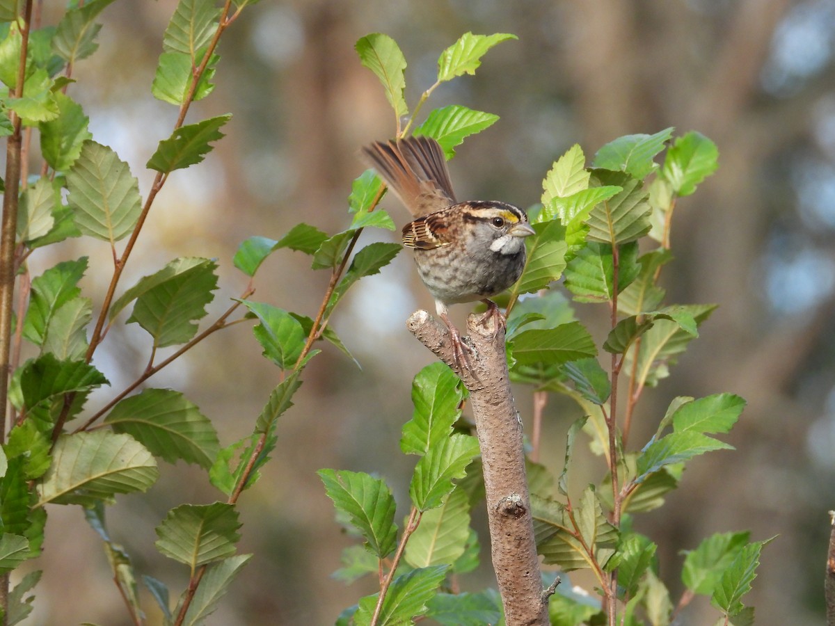 White-throated Sparrow - ML643984888