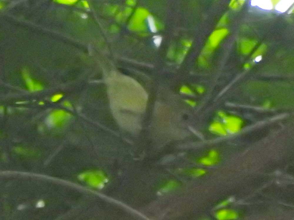 Golden-fronted Greenlet - ML643984916