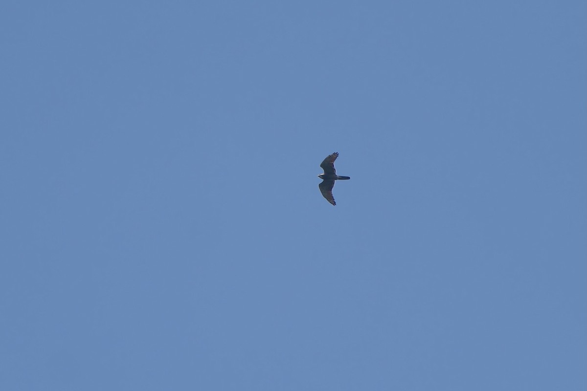 Gray-faced Buzzard - ML643984918