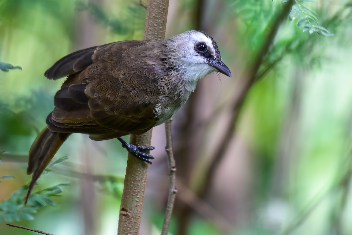 Yellow-vented Bulbul - ML643984921