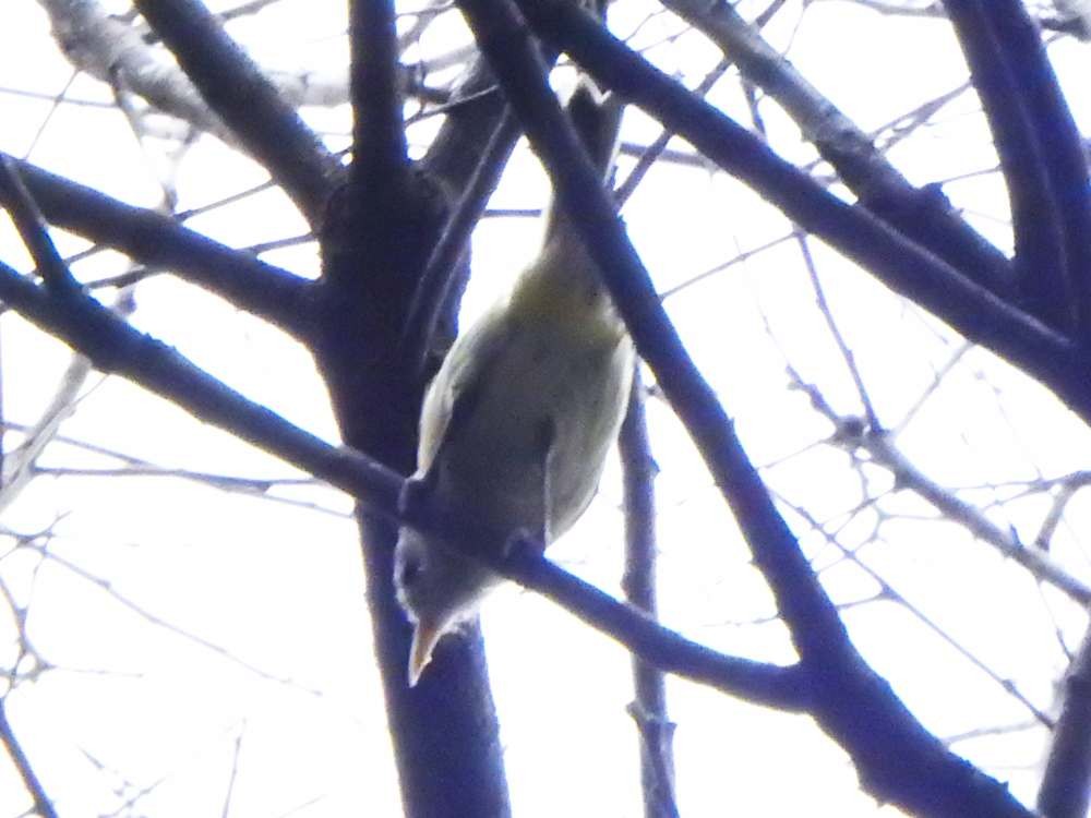 Golden-fronted Greenlet - ML643984926