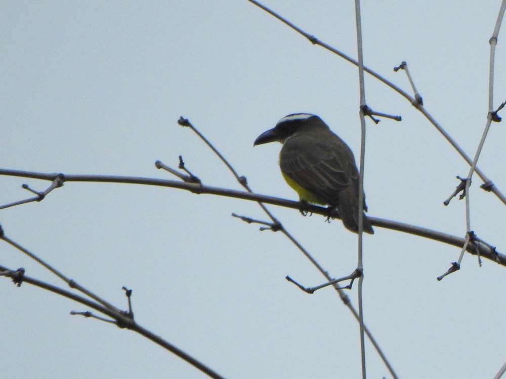 Boat-billed Flycatcher - ML643984933