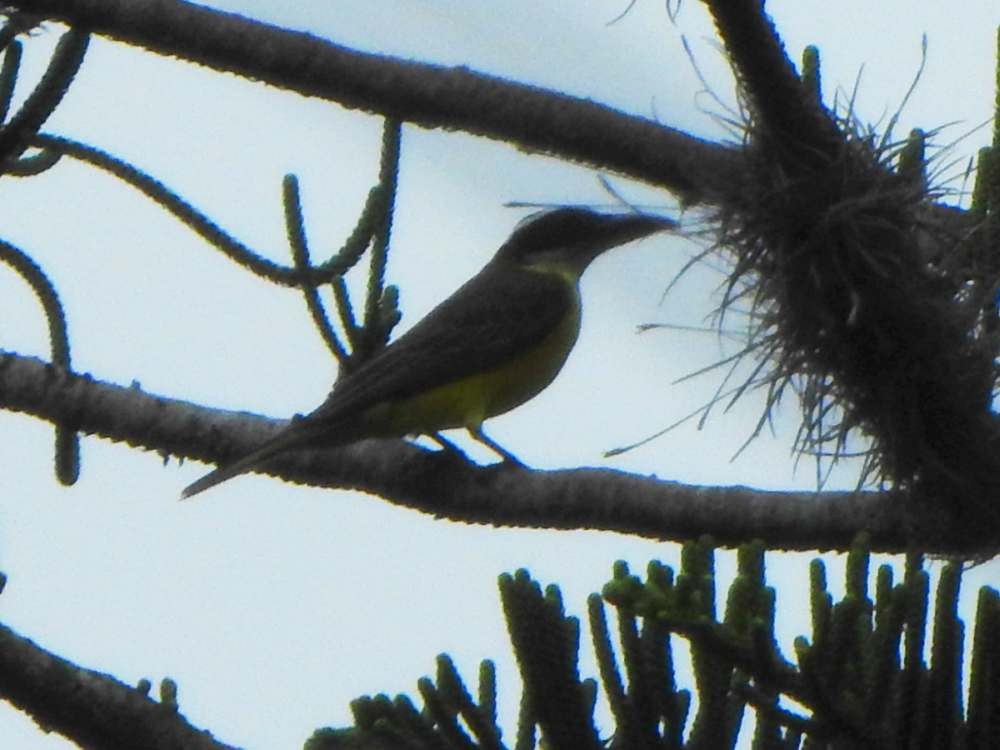 Boat-billed Flycatcher - ML643984946