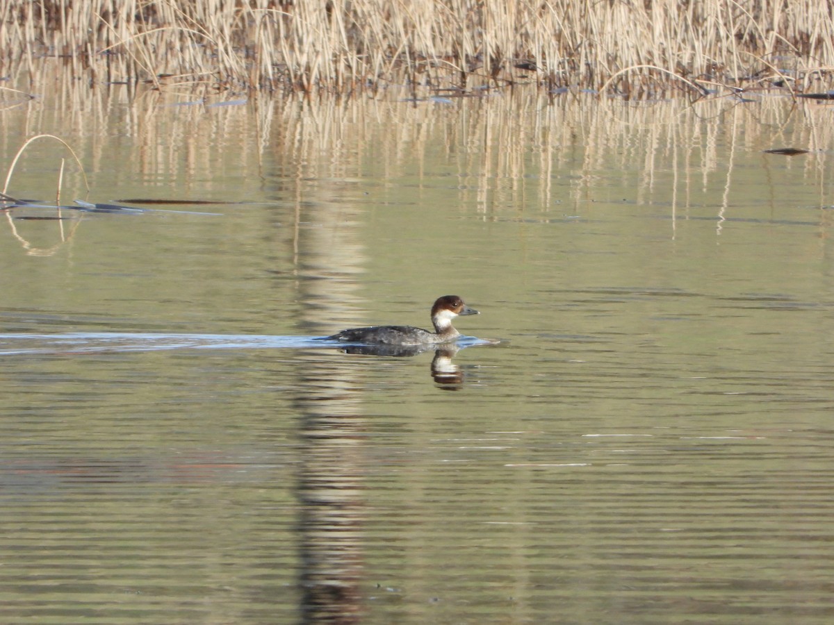 Цахиур бохио - ML643984985