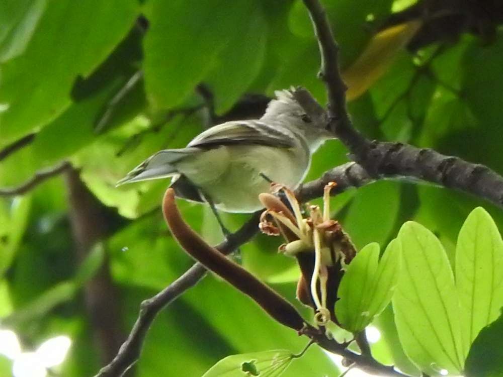 Yellow-bellied Elaenia - ML643984987