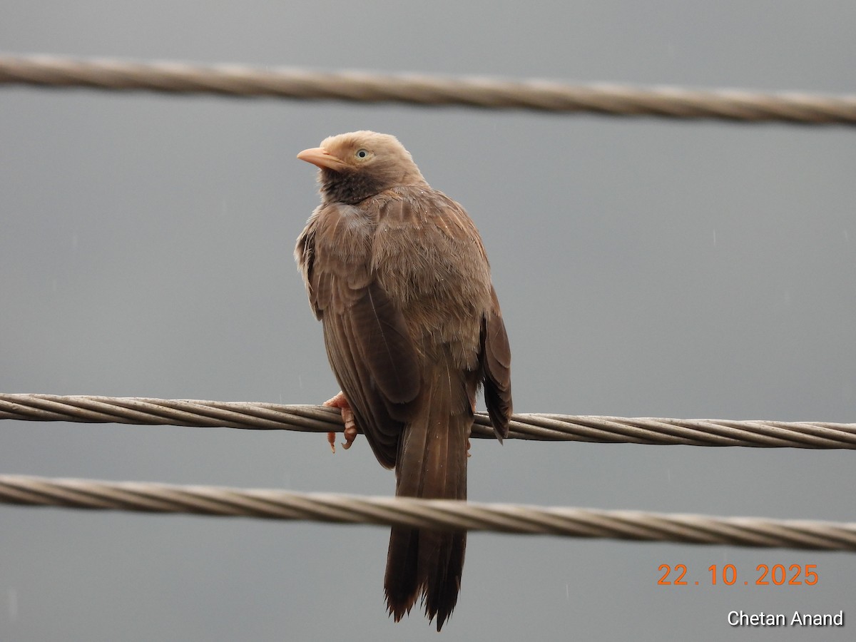 Yellow-billed Babbler - ML643984991