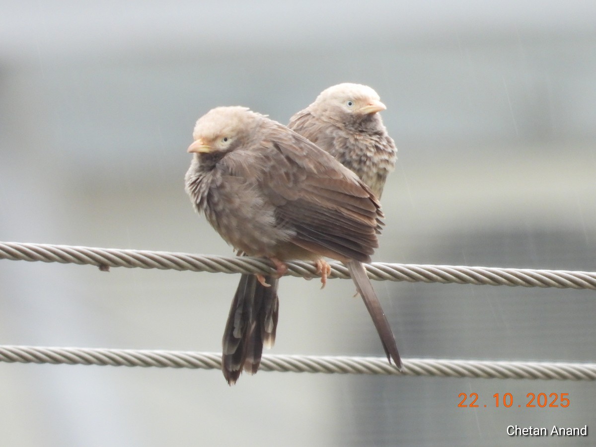 Yellow-billed Babbler - ML643984992