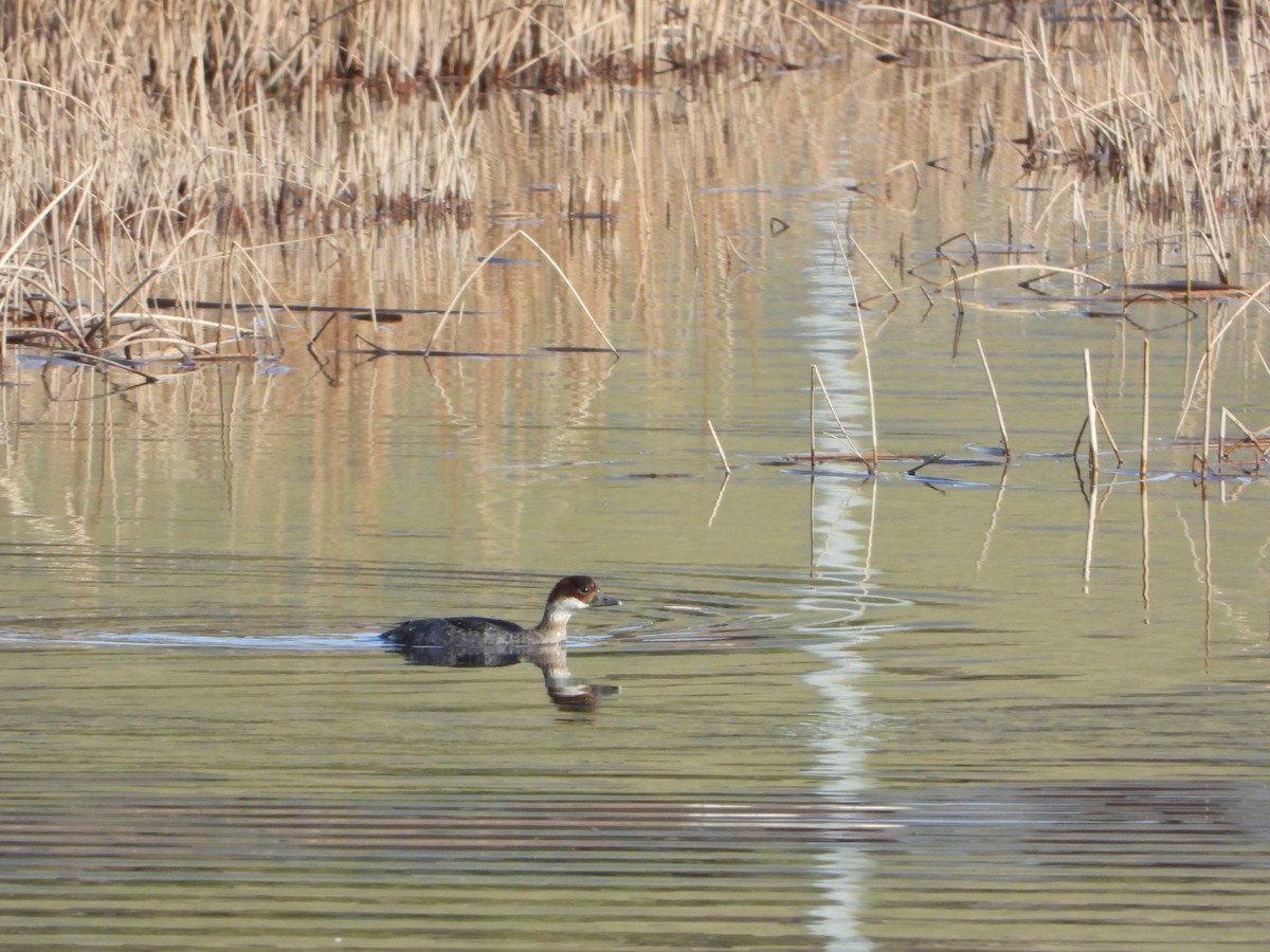 Цахиур бохио - ML643984997