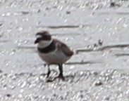 Semipalmated Plover - ML64398501