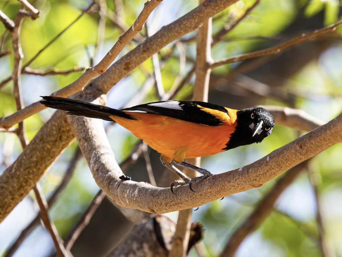 Campo Troupial - ML643985026