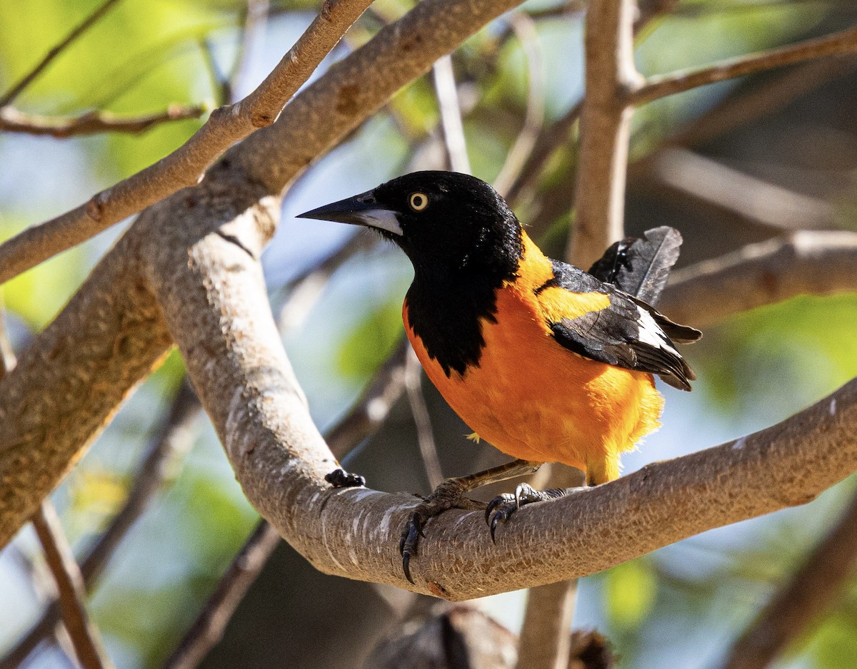 Campo Troupial - ML643985027