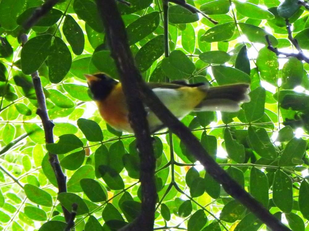 Guira Tanager - ML643985036