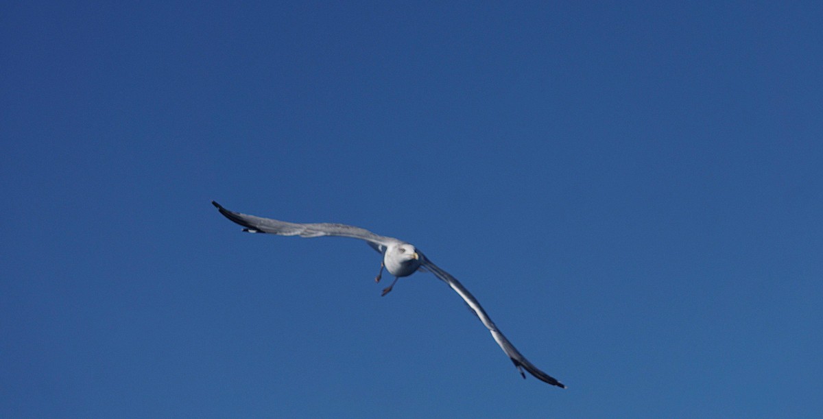Yellow-legged Gull - ML643985078