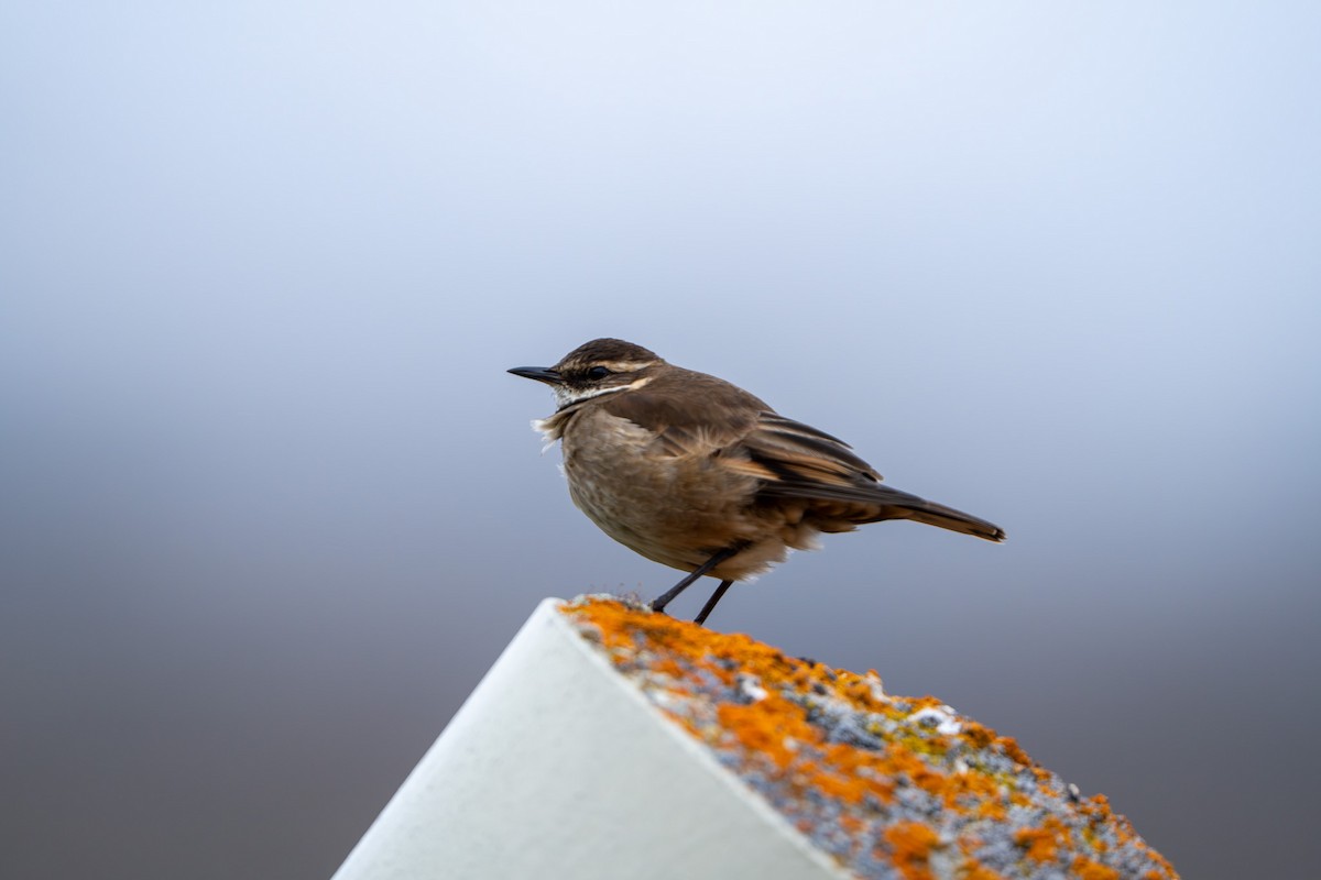 Chestnut-winged Cinclodes - ML643985081