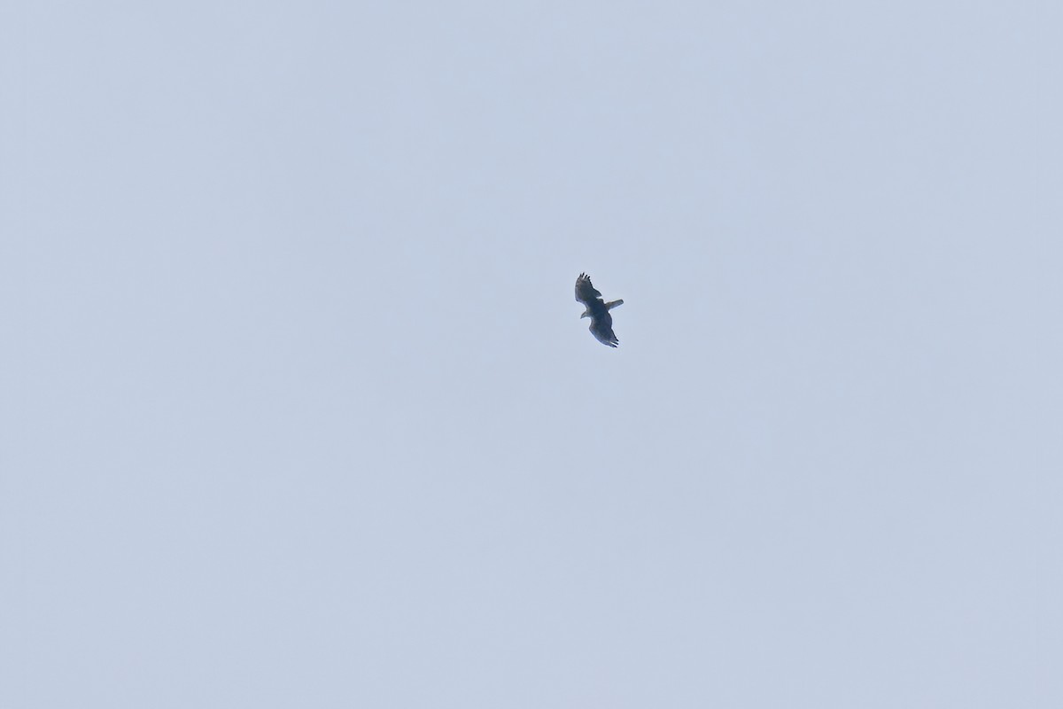 Schopfwespenbussard - ML643985089