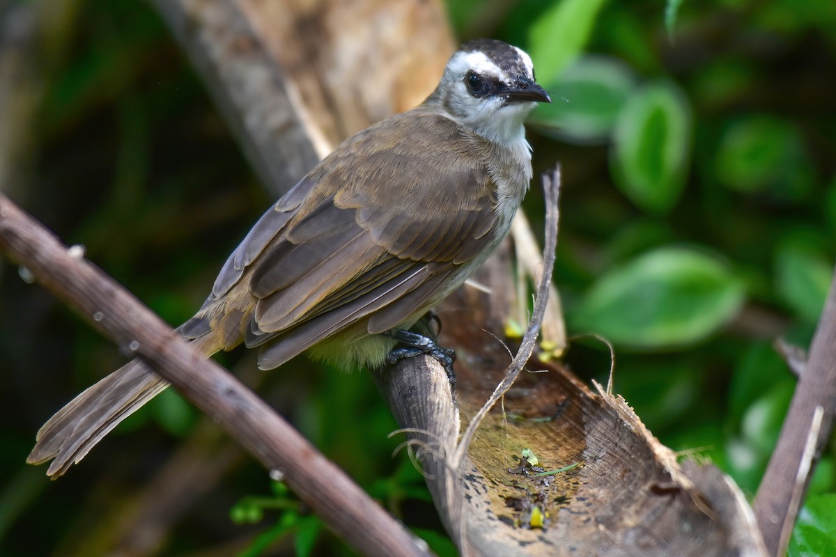 Yellow-vented Bulbul - ML643985109
