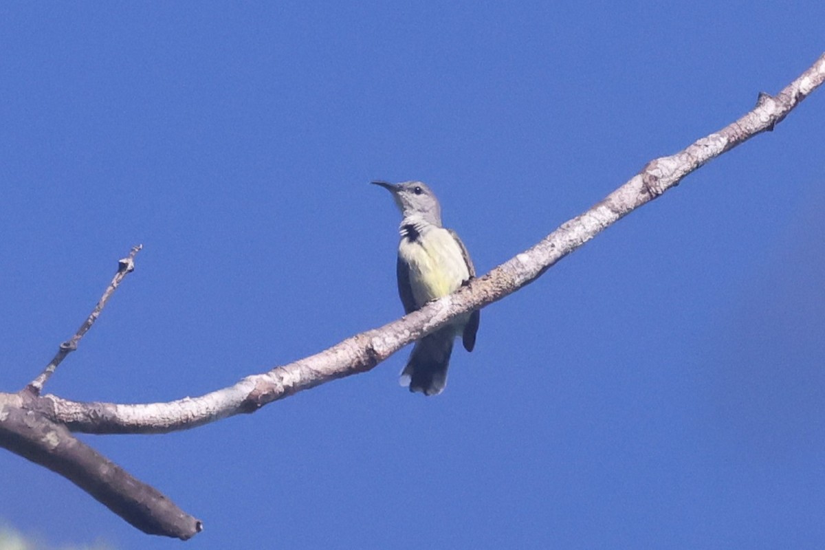 Seidennektarvogel - ML643985120