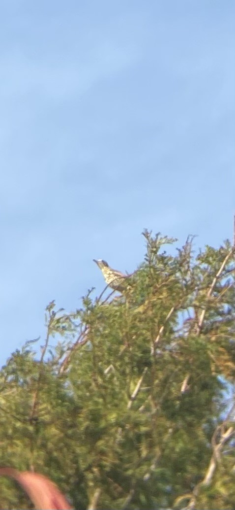 Mistle Thrush - ML643985128