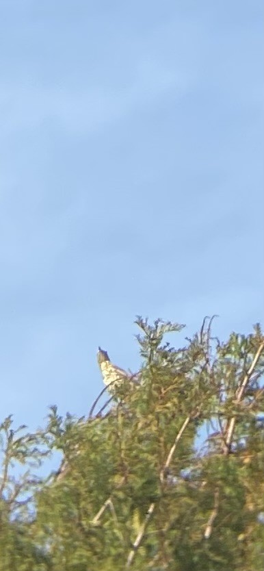 Mistle Thrush - ML643985131