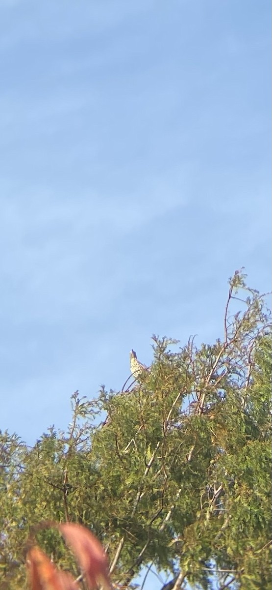 Mistle Thrush - ML643985132