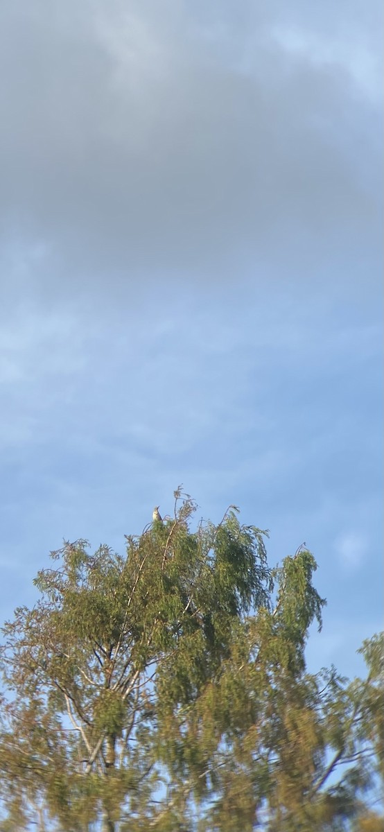 Mistle Thrush - ML643985133