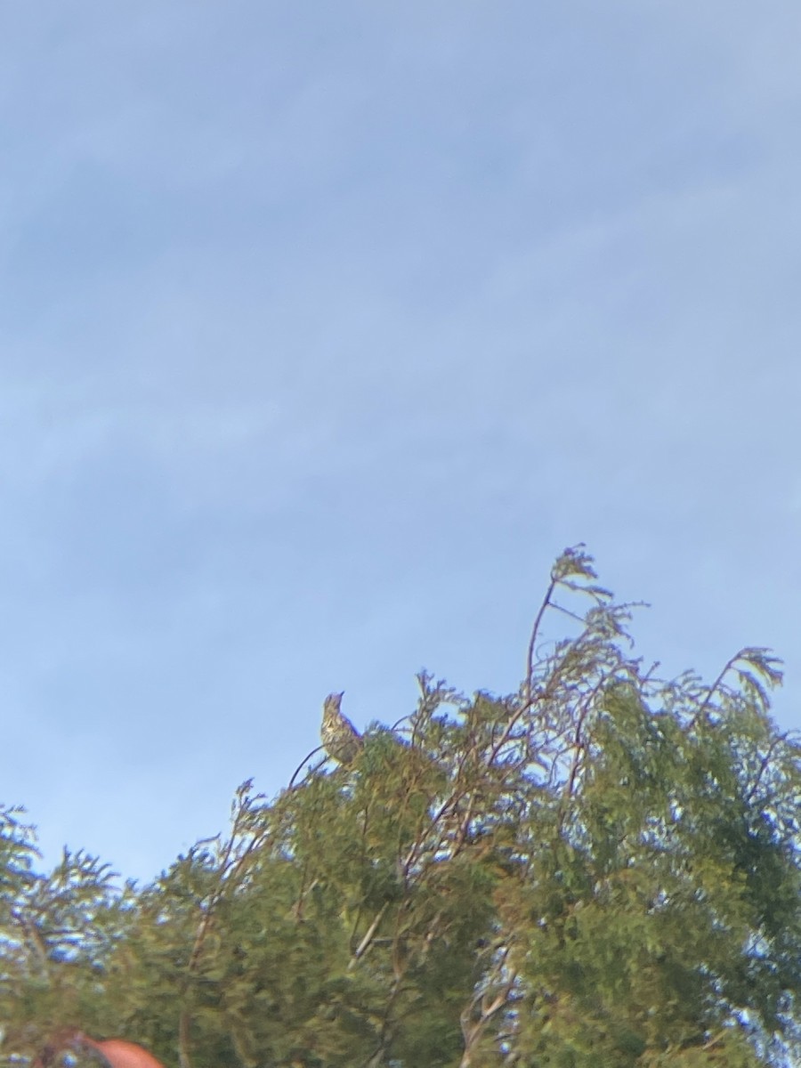 Mistle Thrush - ML643985135