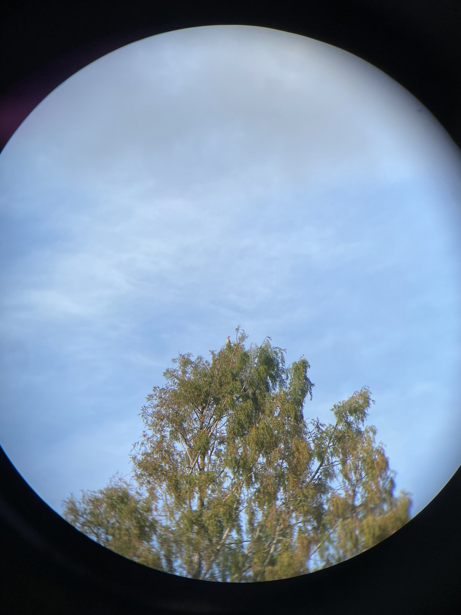 Mistle Thrush - ML643985136
