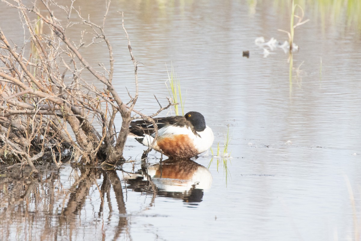 Canard souchet - ML643985152