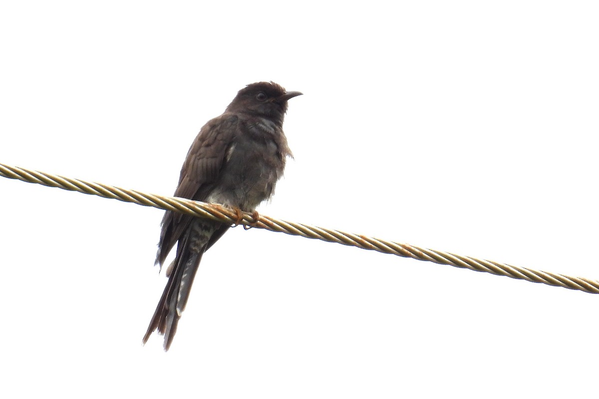 Gray-bellied Cuckoo - ML643985157