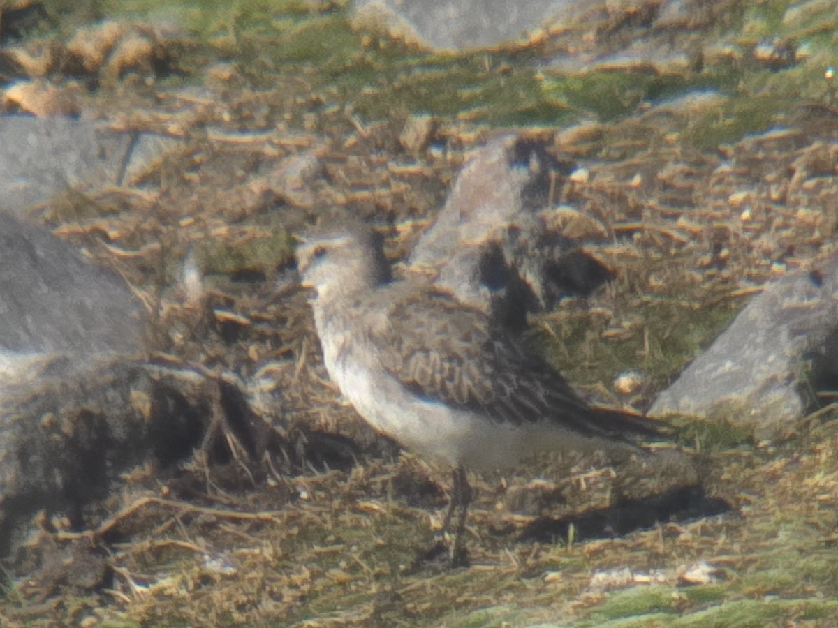 White-rumped Sandpiper - ML643985184