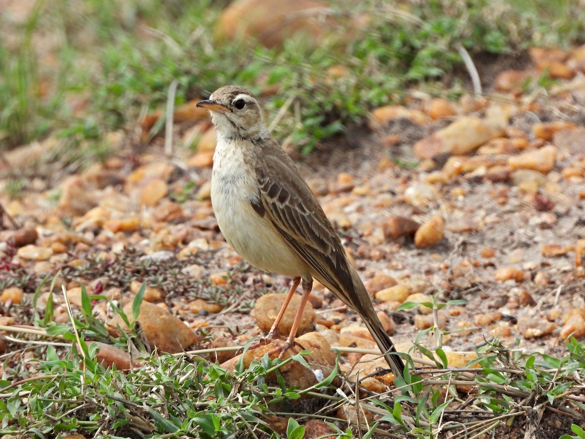 Plain-backed Pipit - ML643985186